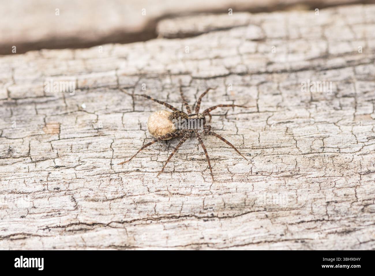 Weibliche Wildwaldwolfsspinne (Pardosa lugubris) mit ihrem Eiersack auf einem Baumstamm in Richmond Park, Surrey Stockfoto