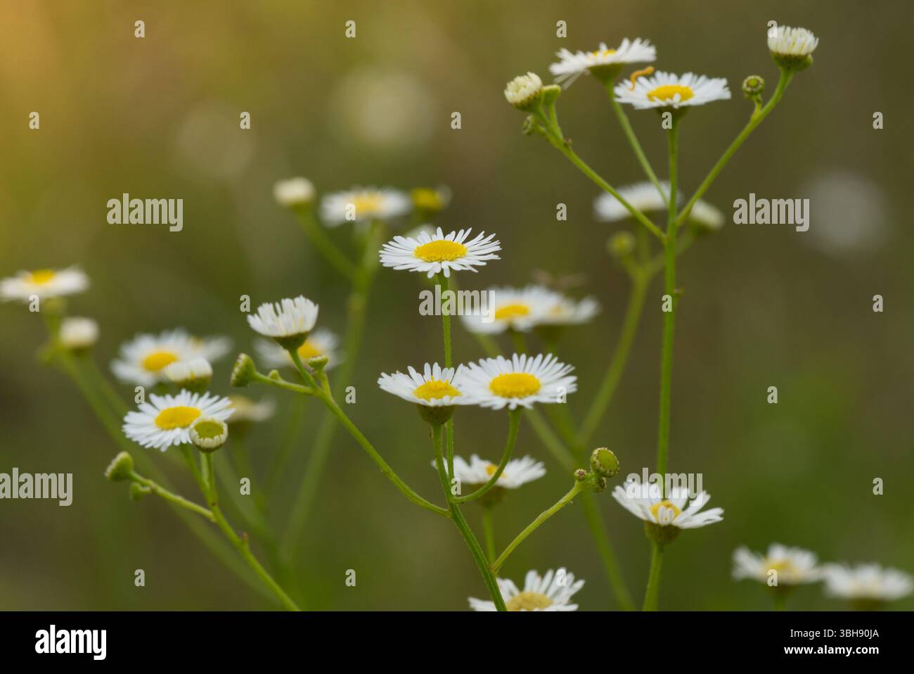 Nahaufnahme der weißen und gelben Wildblumen in Bloom Stockfoto