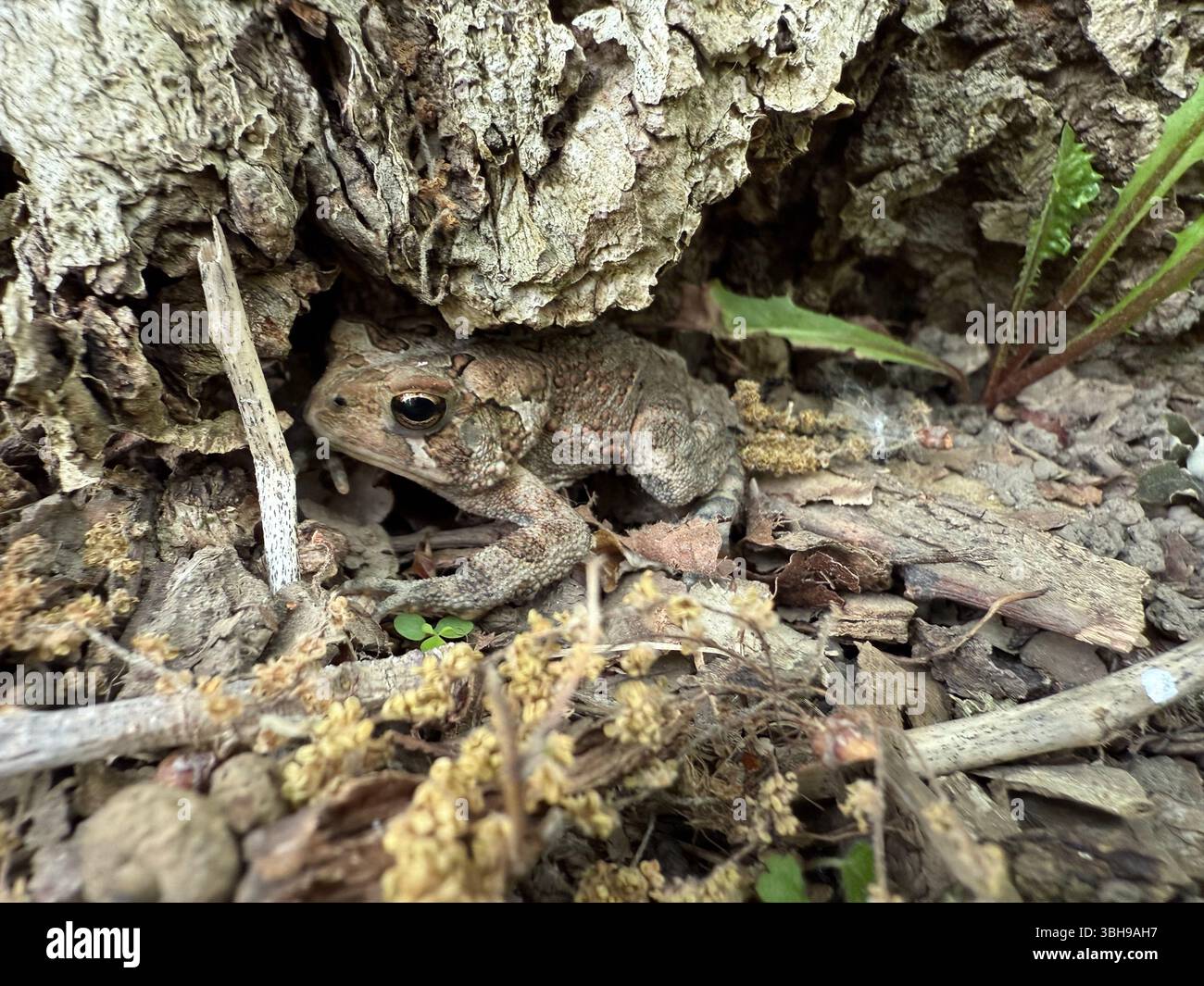Amerikanische Kröte (Anaxyrus americanus) im Frühjahr Stockfoto