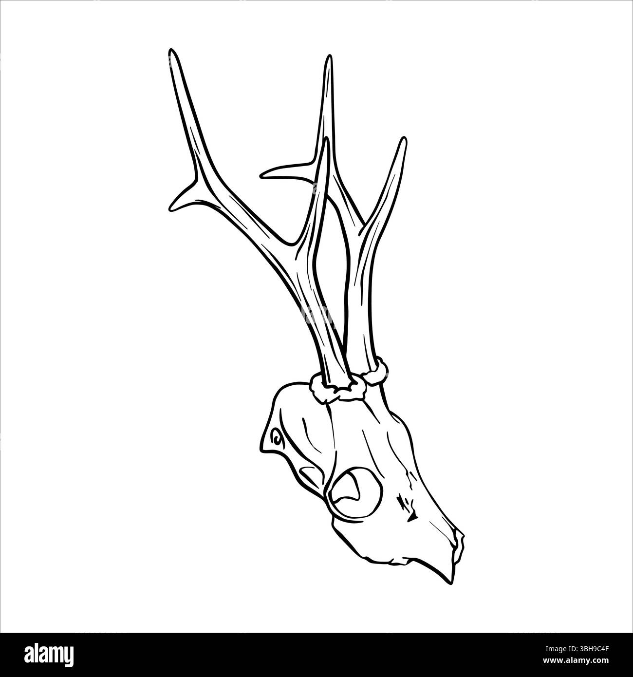 Hirschschädel mit Geweih. Vektortinte Skizze Illustration von Knochen Tier in Schwarz und weiß. Einfaches Vektorkunstdesign, elegant, modern, dekorativ Stock Vektor
