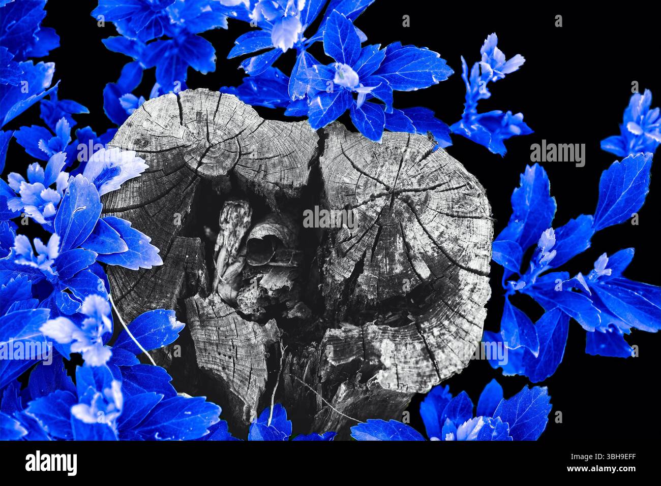 Ein alter Baumstumpf, umgeben von Pachysandra, in monochrom und blau Stockfoto