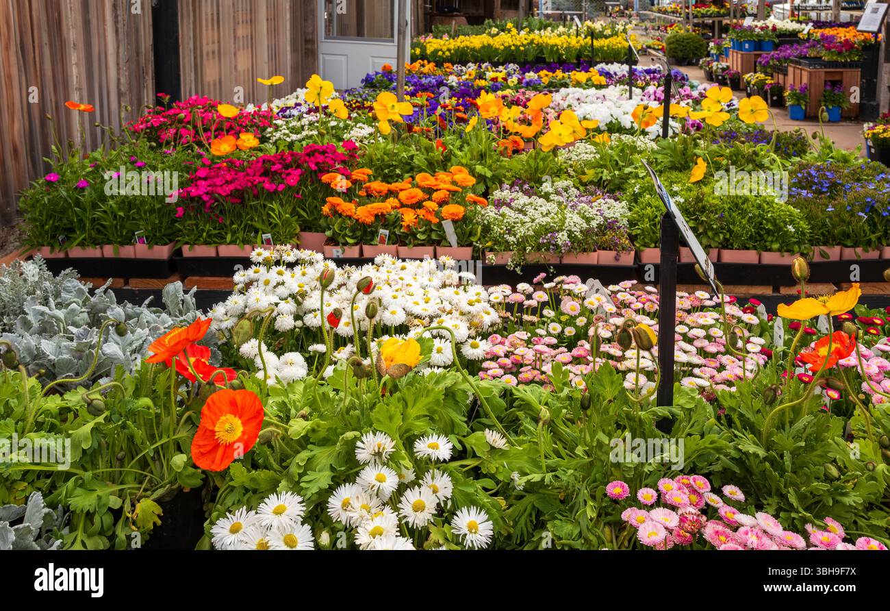 Blumen zum Verkauf im Gartencenter, einschließlich isländischer Mohnblumen, englischer Daisies, Zinnien, Nelken Stiefmütterchen und vielen anderen farbenfroh ausgestellt. Stockfoto