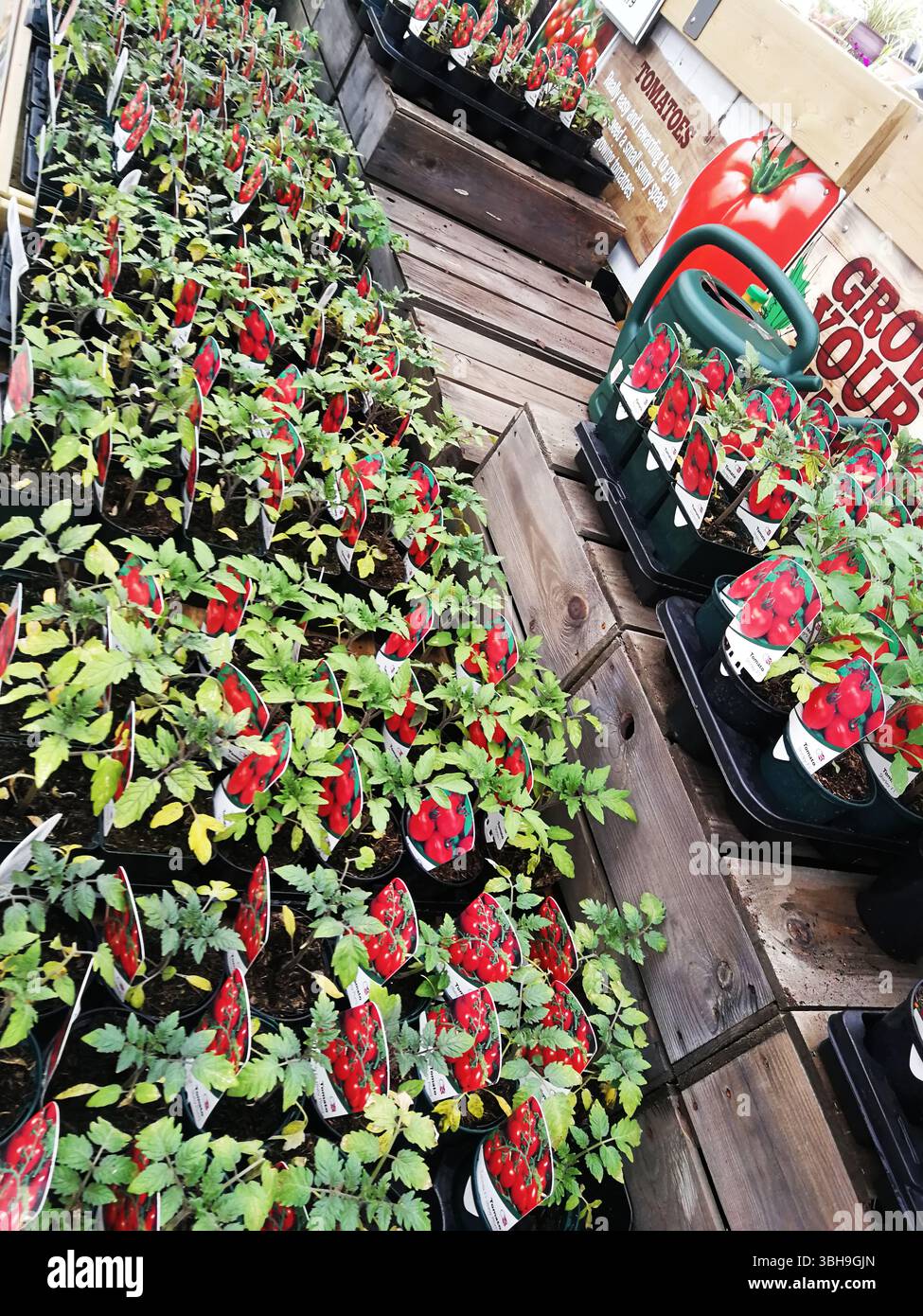 Junge Tomatenpflanzen im Garden Center bereit zum Pflanzen. Snowhill, Großbritannien Stockfoto