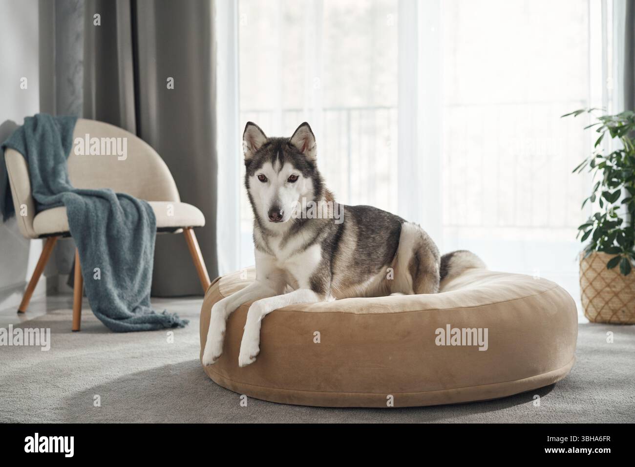 Ein sibirischer Husky sitzt aufmerksam auf einem braunen Hundebett in einem hellen Raum. Die weiche Decke und die moderne Einrichtung unterstreichen die gemütliche Atmosphäre. Stockfoto