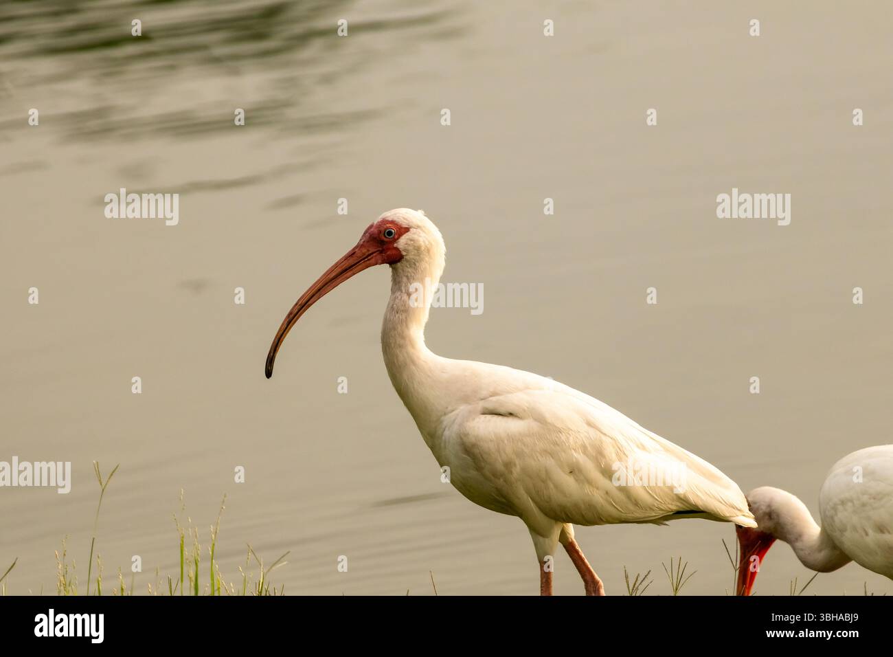 Das weiße Ibis steht am Ufer eines Sees Stockfoto
