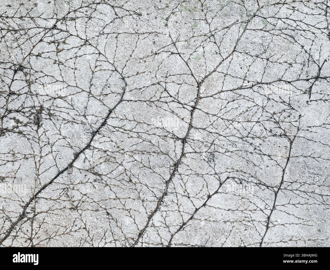 Wurzeln einer in einer weißen Wand eingebetteten Pflanze. Stockfoto
