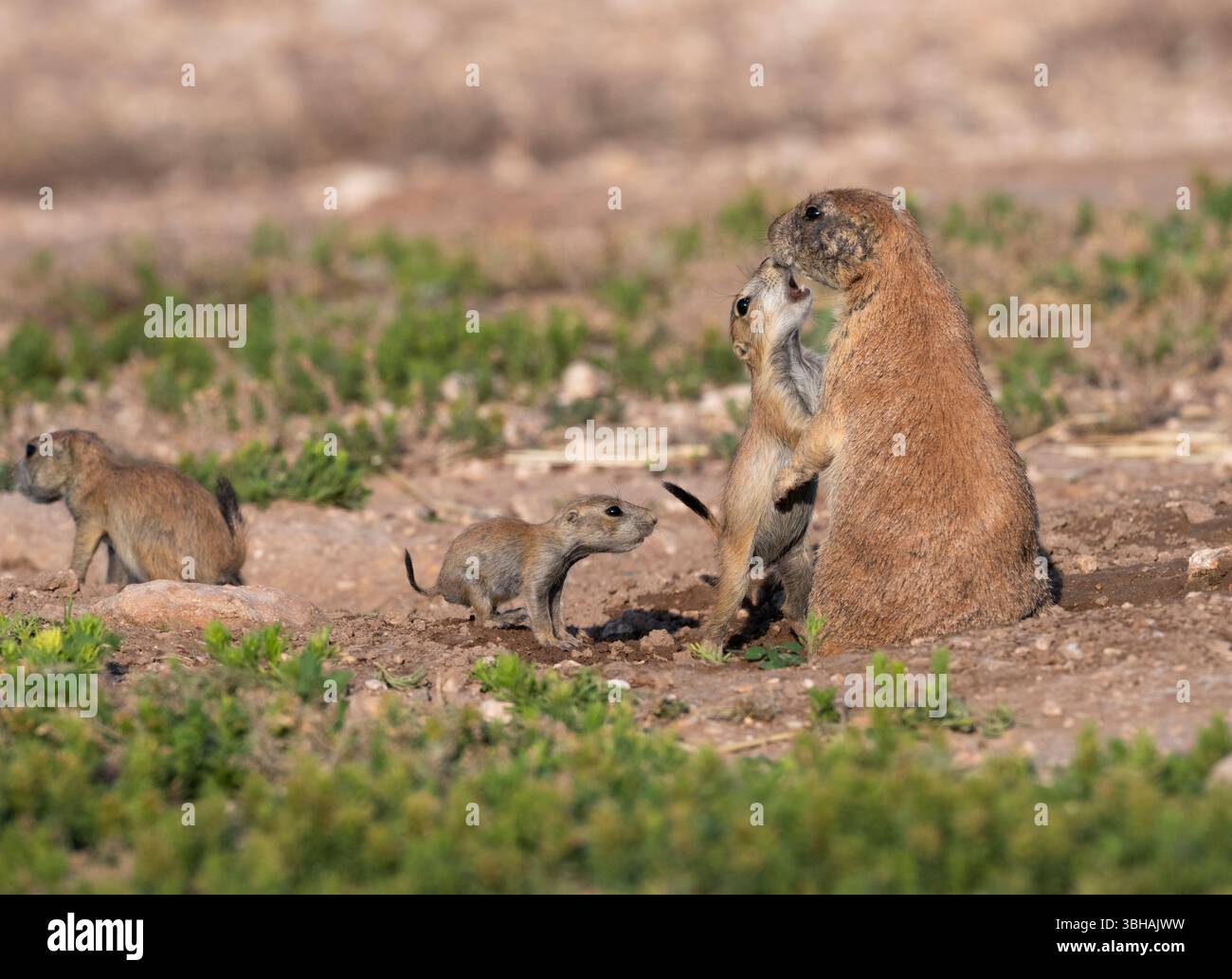 Interaktion zwischen Erwachsenen und jungen Präriehunden im Rahmen der täglichen Pflege, Lubbock, Texas, USA Stockfoto