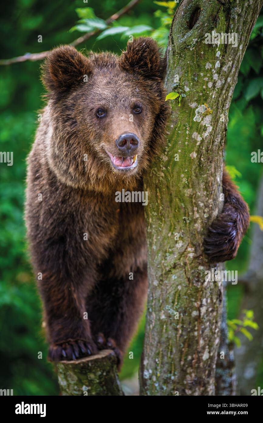 Junge Braunbärenjunge klammert sich an die Seite des Baumes. Tier im Naturraum. Tierwelt aus Europa Stockfoto