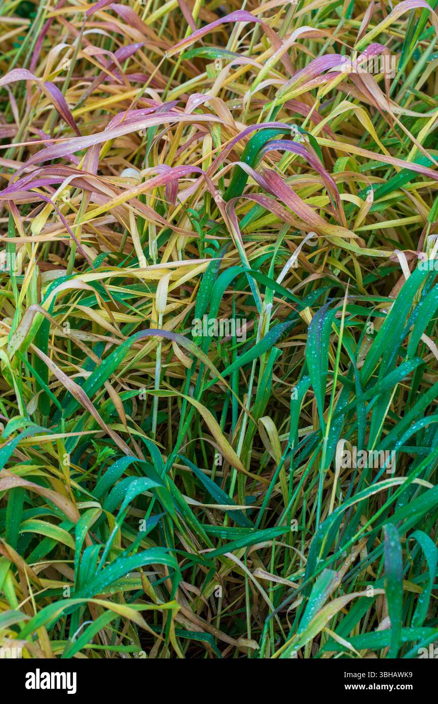 Pastellwiese Stockfoto