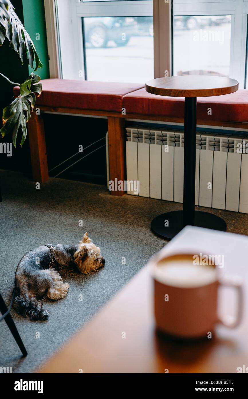 Ein Yorkie liegt auf dem Boden neben einem Couchtisch in einem Café. Eine gemütliche Coffee-Shop-Szene mit einem Yorksire-Terrier zum Ausruhen und einer Tasse Kaffee. Stockfoto