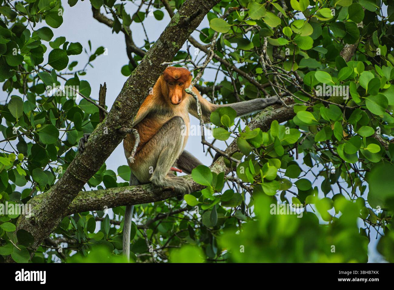 Markanter männlicher Proboscis-Affe (Nasalis larvatus) mit seiner markanten großen Nase und rötlich-braunem Fell, der auf einem dicken Baumzweig ruht Stockfoto