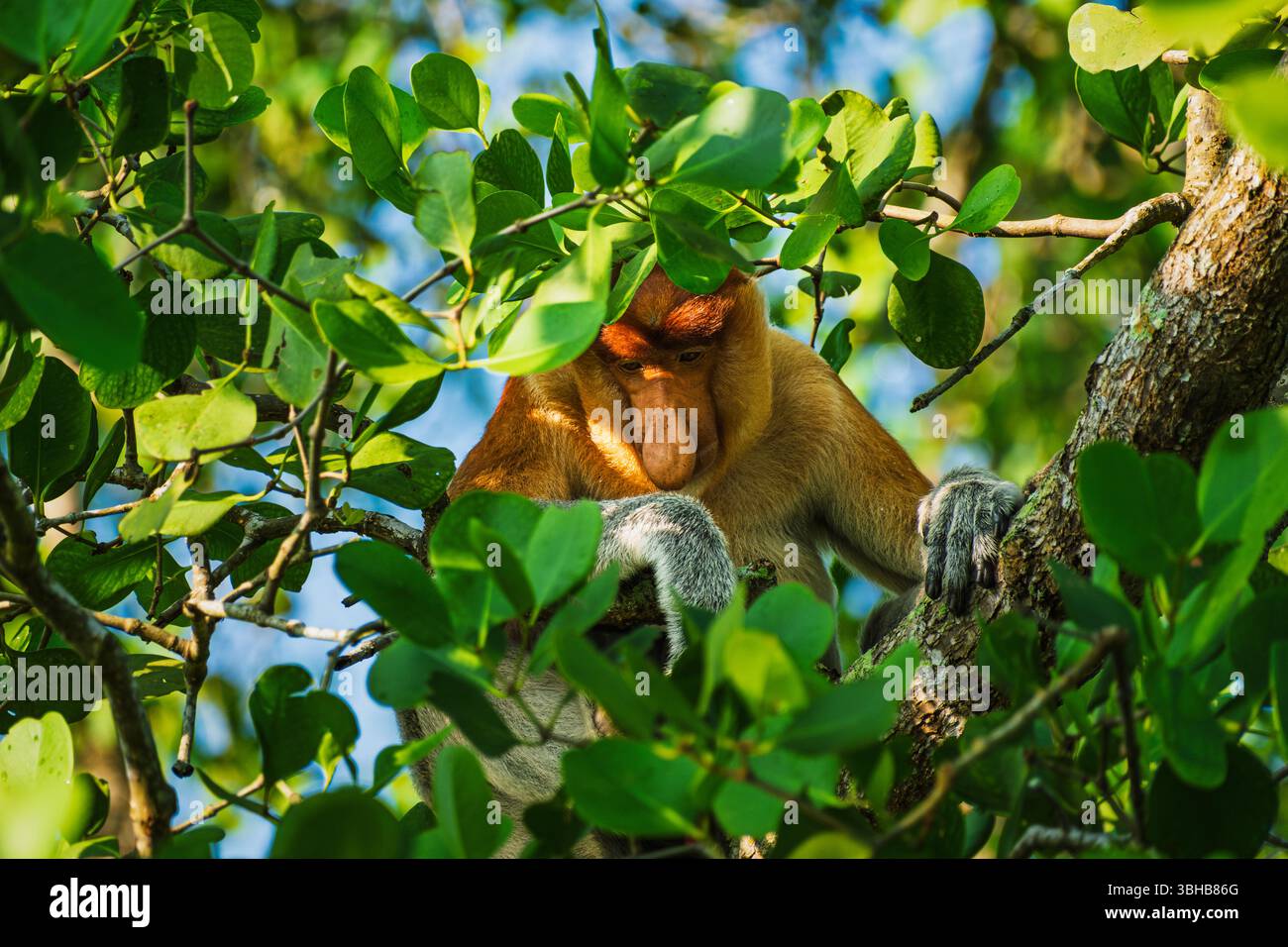 Ein gefährdeter Proboscis-Affe (Nasalis larvatus) ist teilweise von sattgrünen Blättern verdeckt, deren markantes Gesicht und große Nase durch die hindurchragen Stockfoto