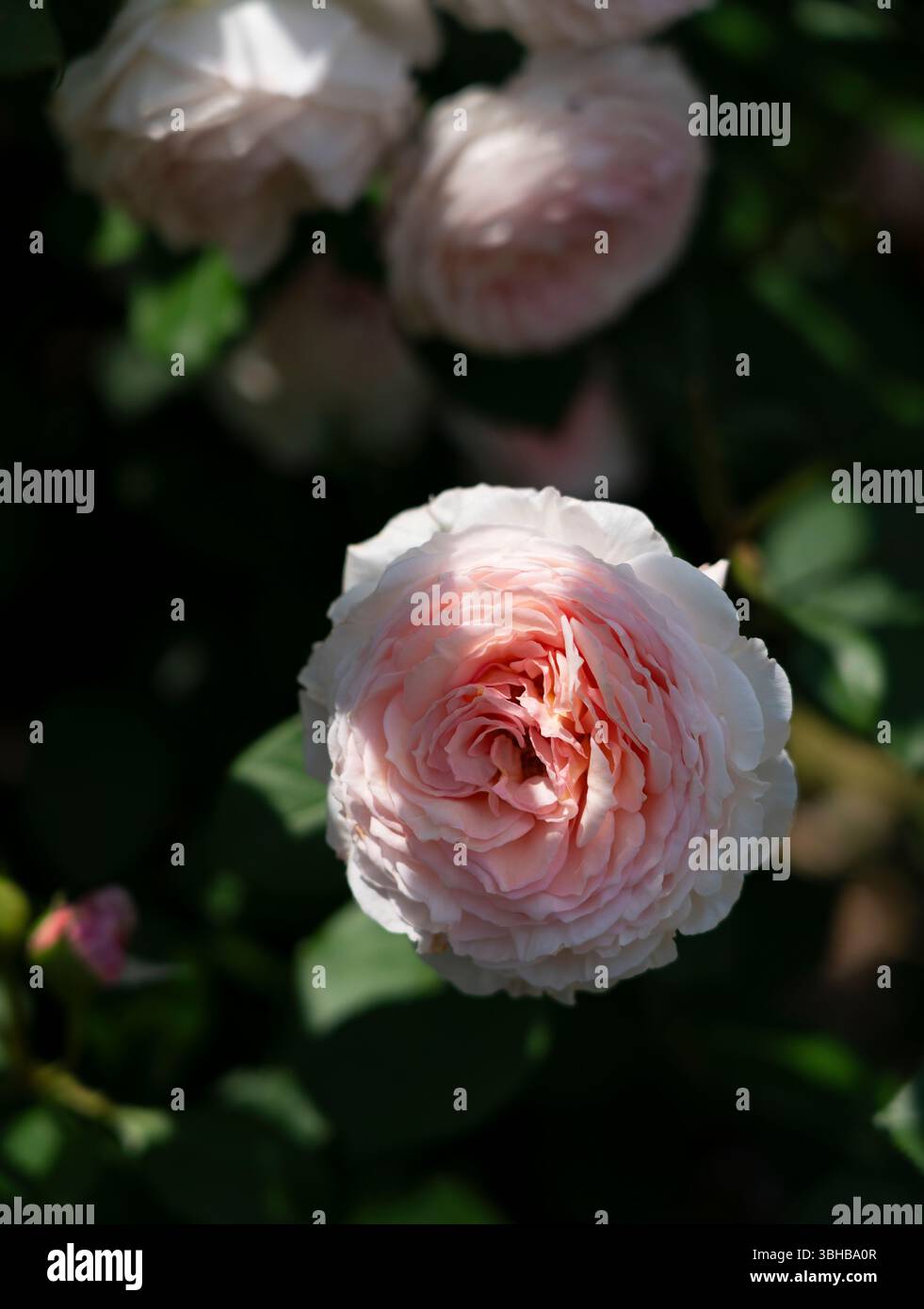 Rosa Rosen blühen im Garten Stockfoto