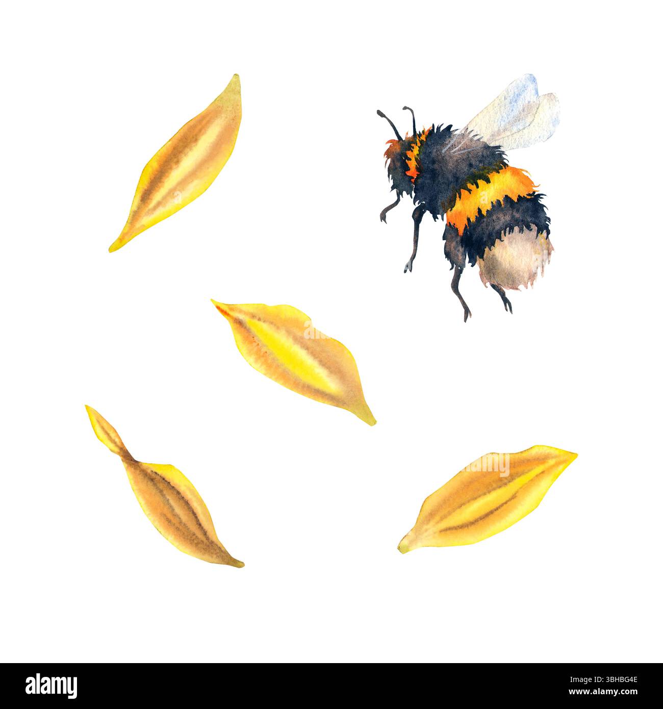 Aquarellillustration flauschige Hummel und gelbe Sonnenblumenblätter, in realistischem botanischem Stil. Für umweltfreundliche Verpackungen, Honigmarken, Sommerdesigns, Naturkosmetik und Lehrmaterialien. Stockfoto