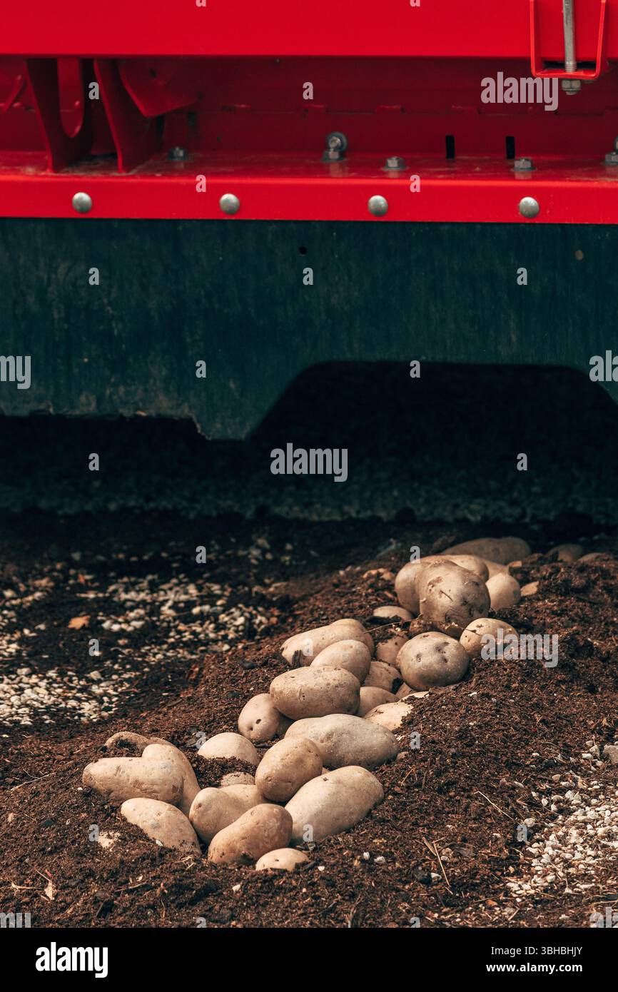 Kartoffelerntemaschine im Feld für kultiviertes Erntegut, selektiver Fokus Stockfoto