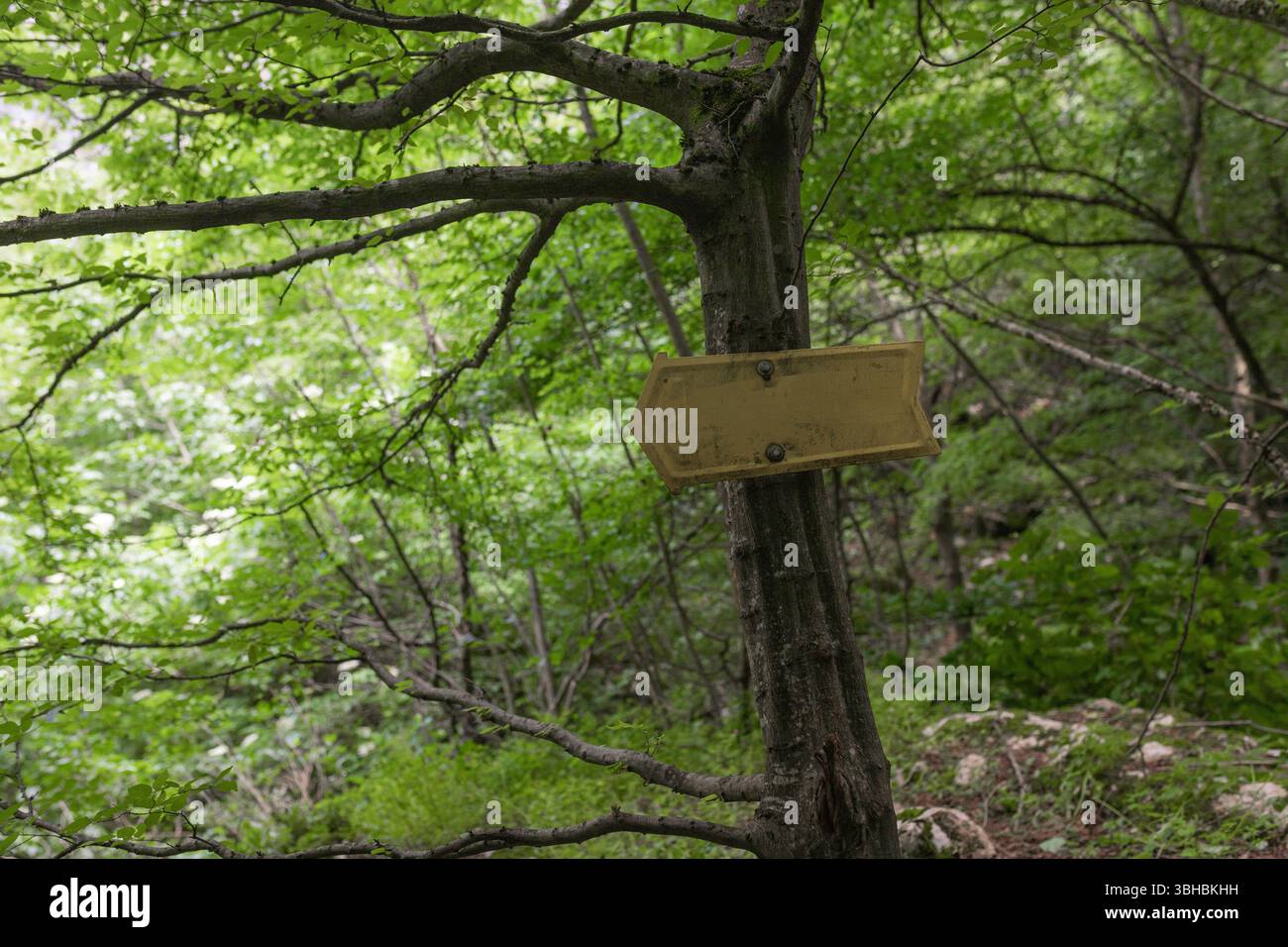 Pfeilförmiges Wegschild am Baumstamm, umgeben von grünem Wald. Stockfoto