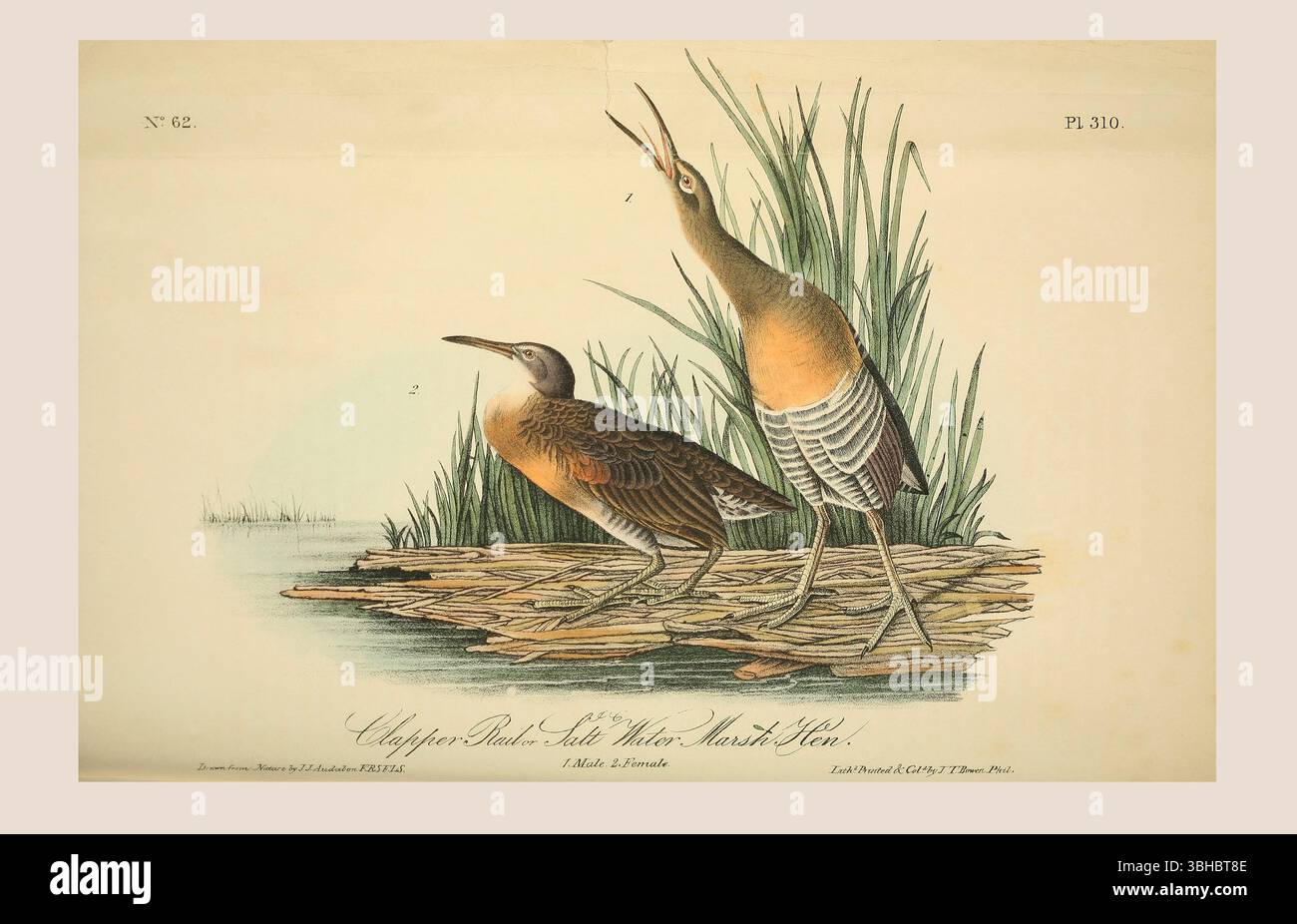 Die Klappenschiene (Rallus crepitans) oder Saltwater Marsh Hen. 1. Männlich. 2. Weiblich. Nach einer Illustration von John James Audubon im 5. Band seines Buches The Birds of America from Drawings Made in the United States and their Territories, veröffentlicht 1842. Spätere Färbung. Stockfoto