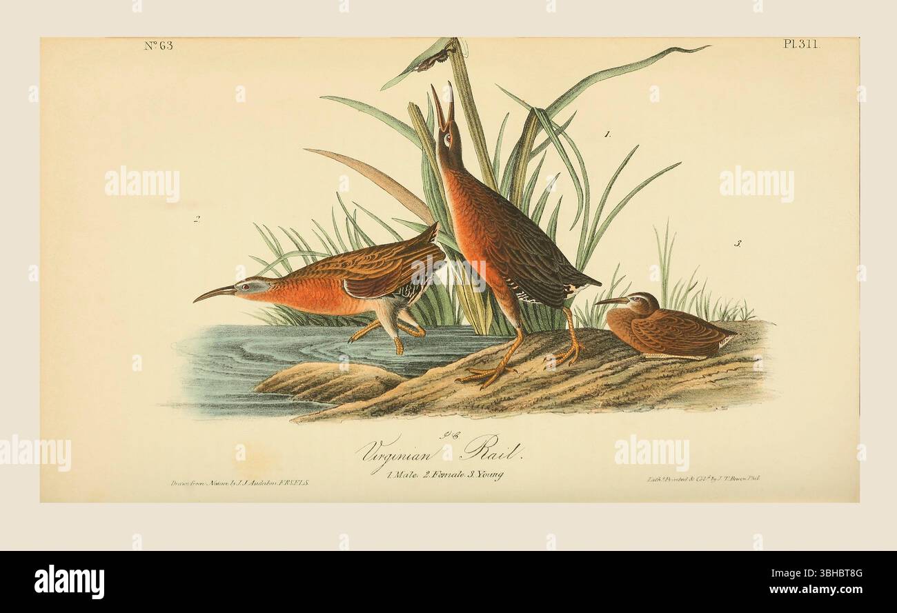 Die Virginia Rail (Rallus limicola). 1. Männlich. 2. Weiblich. 3. Junge. Nach einer Illustration von John James Audubon im 5. Band seines Buches The Birds of America from Drawings Made in the United States and their Territories, veröffentlicht 1842. Spätere Färbung. Stockfoto