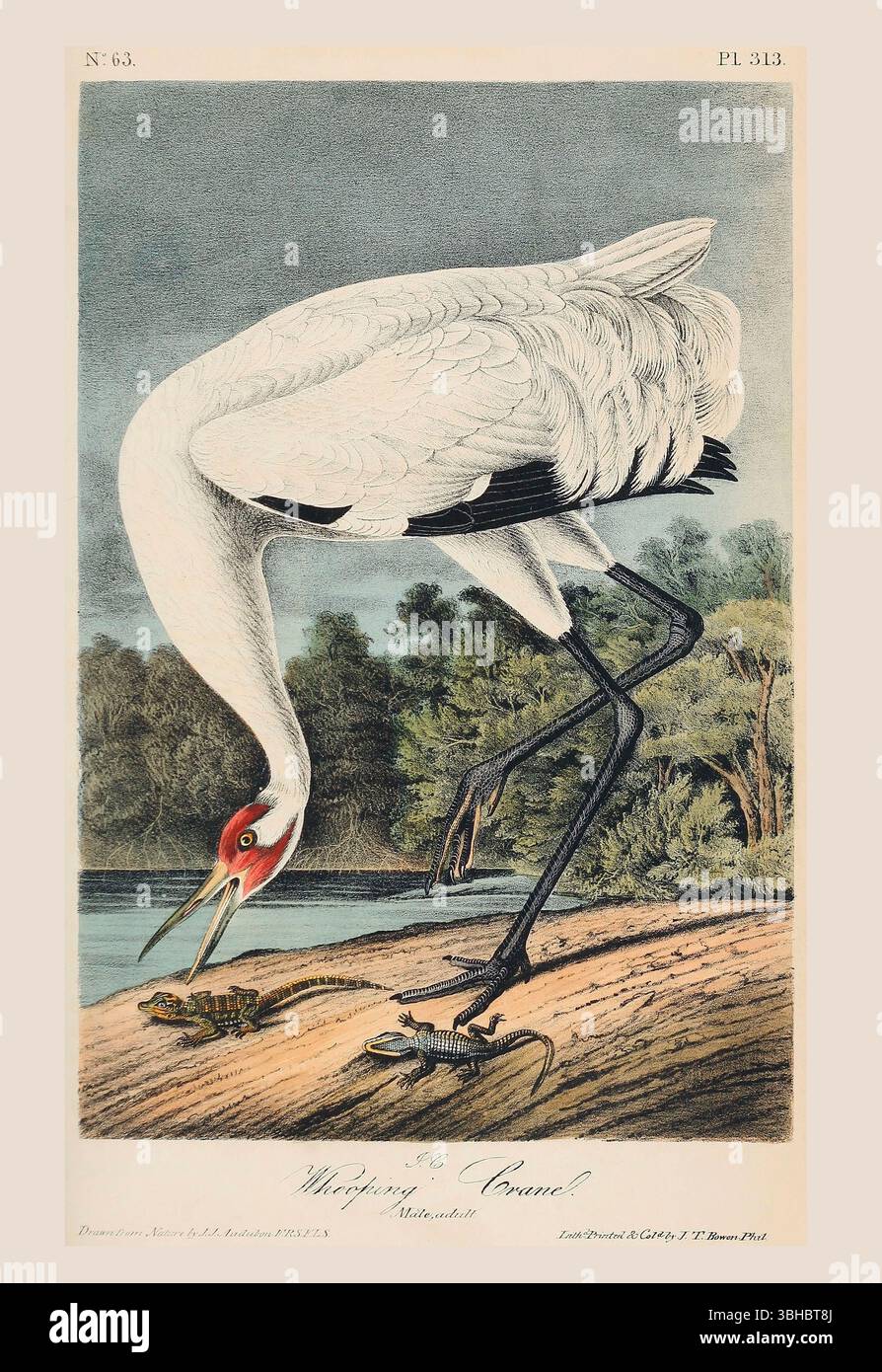 Der Keuchkran (Grus americana). Erwachsene männlich. Nach einer Illustration von John James Audubon im 5. Band seines Buches The Birds of America from Drawings Made in the United States and their Territories, veröffentlicht 1842. Spätere Färbung. Stockfoto