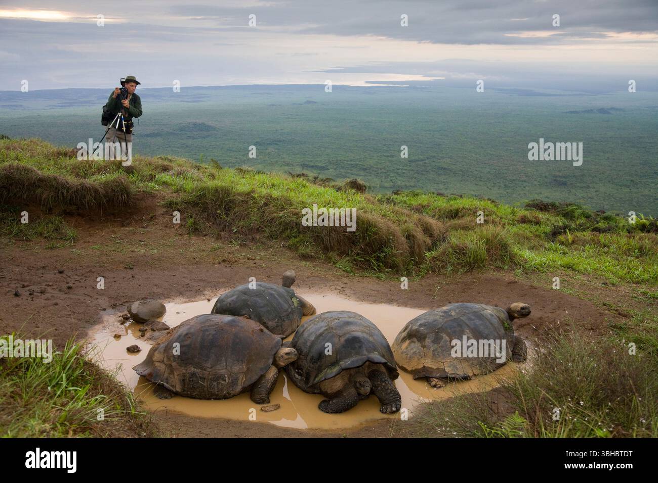 Dr. Frank Sulloway fotografiert ein Schildkrötenbecken am Rande des Alcedo Volcano auf Isabella Island in den Galapagos. Stockfoto