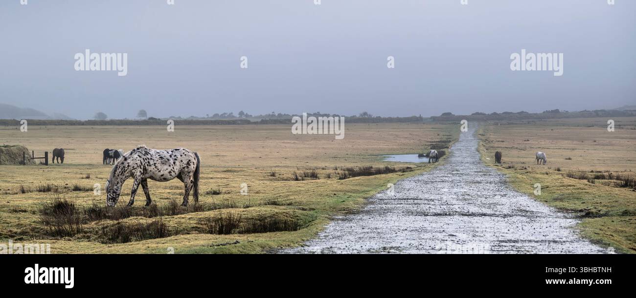 Ein Panoramablick auf die legendären wilden Bodmin-Ponys, die entlang einer rauen, unbefestigten Straße auf einem nebligen, kalten Bodmin Moor in Cornwall in Großbritannien grasen. Stockfoto