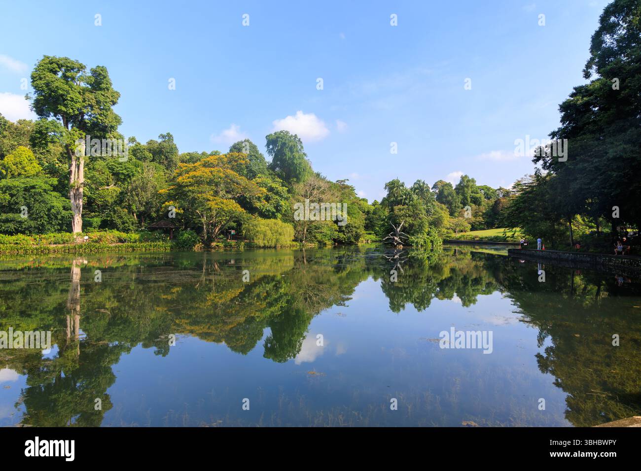 Schwanensee im Botanischen Garten von Singapur Stockfoto