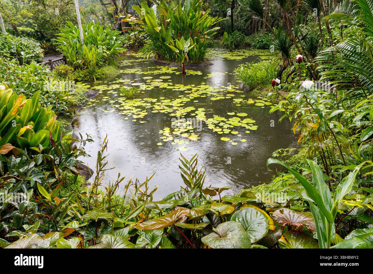 Teich im Botanischen Garten von Singapur Stockfoto