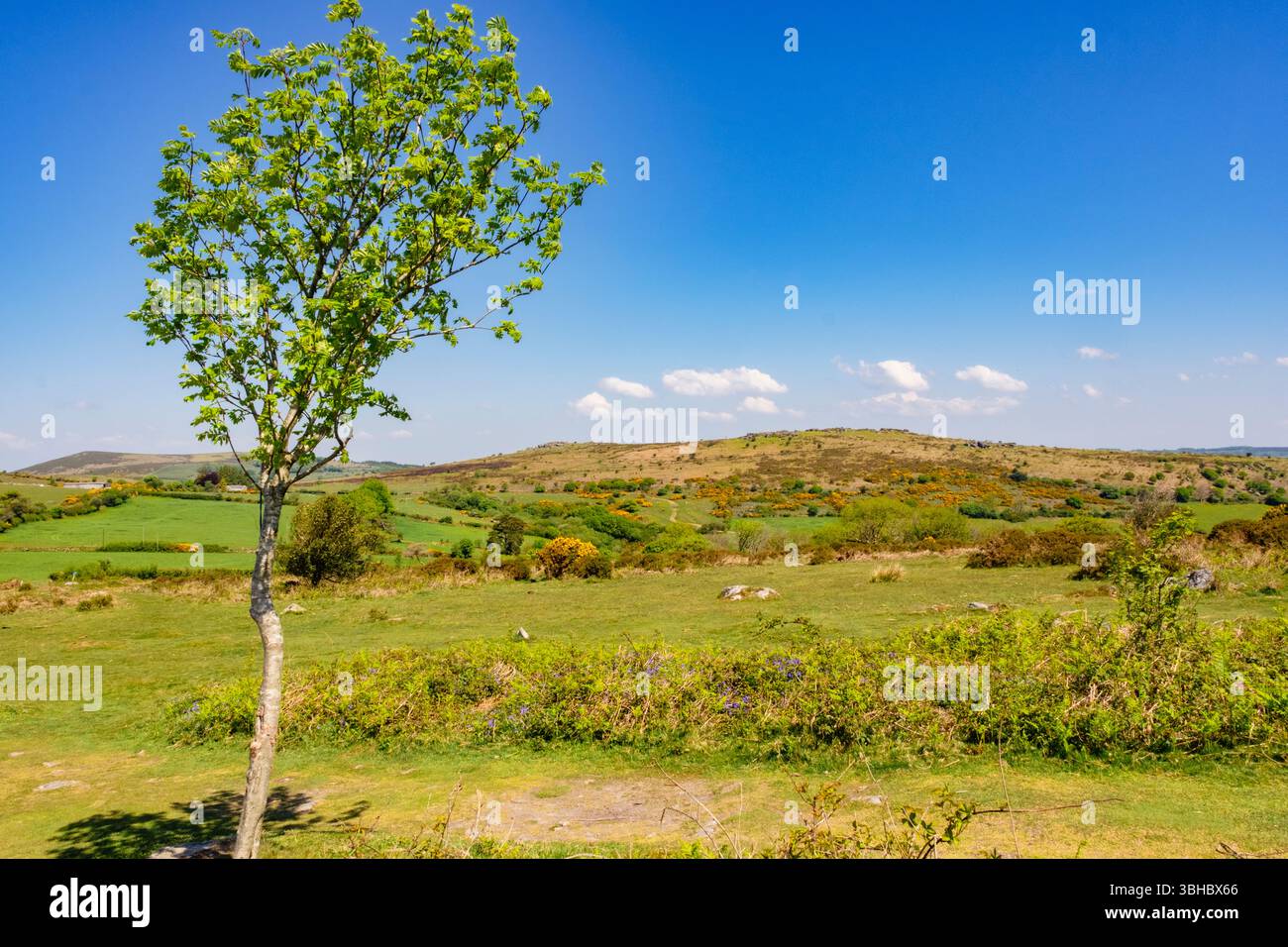 Rowan-Baum auf dem Hügel von Hound Tor in der Landschaft des Dartmoor-Nationalparks. Manaton, Devon. England, Vereinigtes Königreich, Großbritannien. Stockfoto