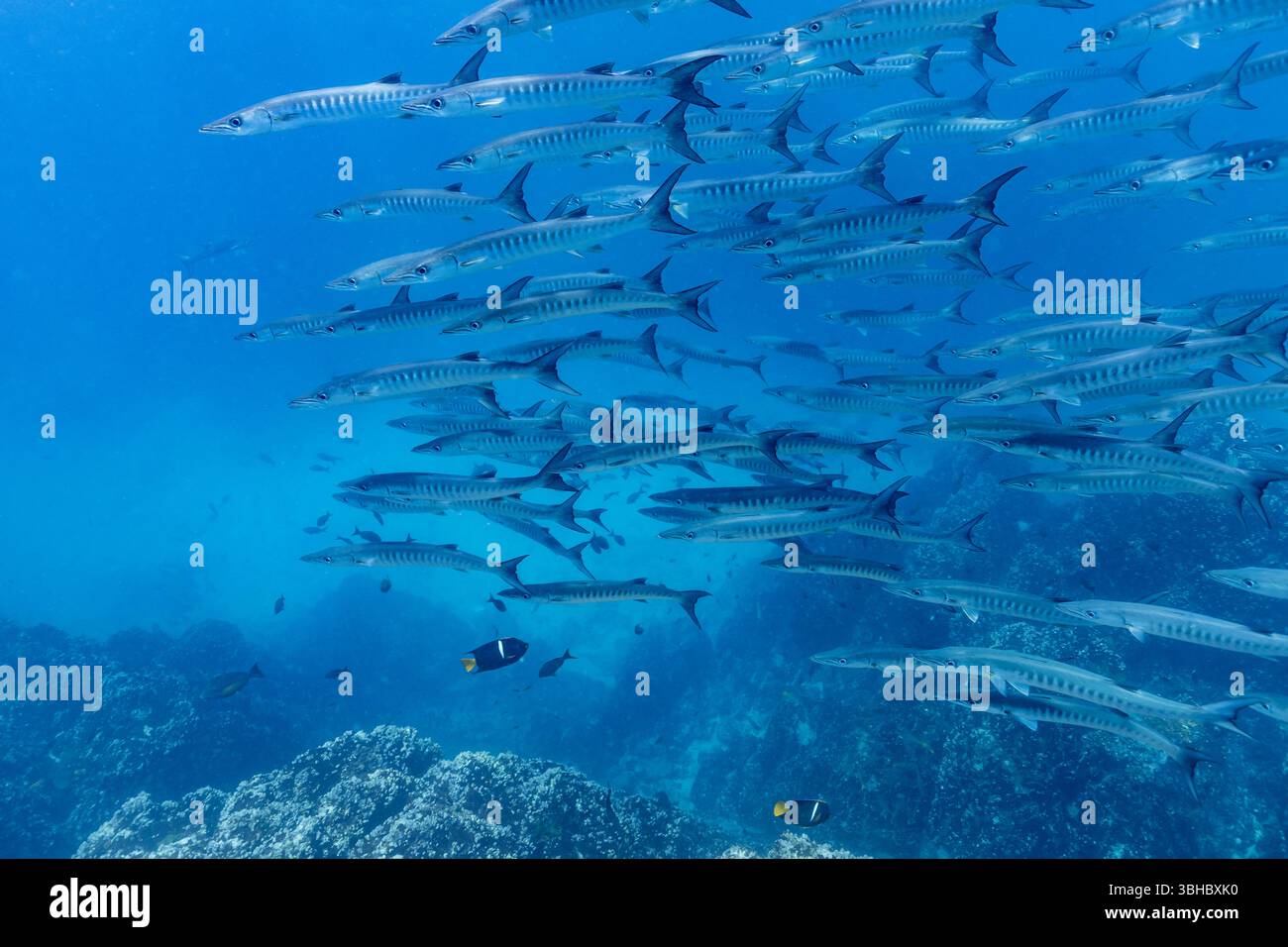 Eine mächtige Bildung großer Barrakudas Stockfoto