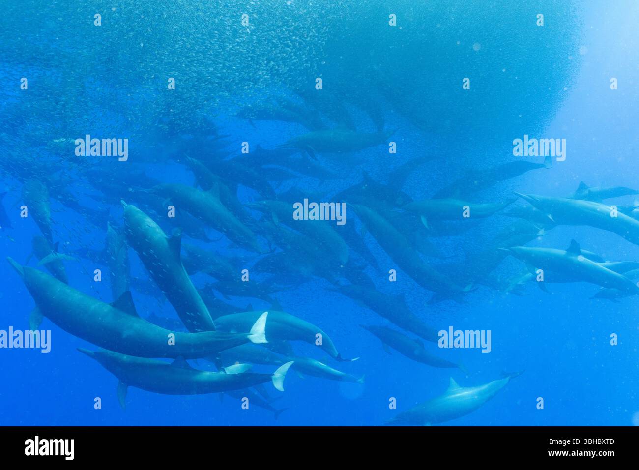Eine Gruppe von Spinnerdelfinen hält einen riesigen Köderball aus kleinen Fischen Stockfoto