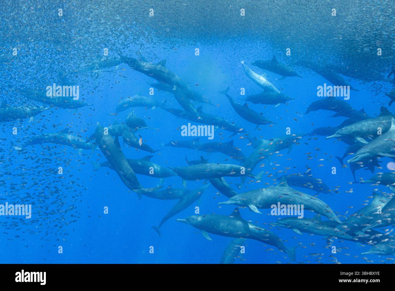 Eine Gruppe von Spinnerdelfinen hält einen riesigen Köderball aus kleinen Fischen Stockfoto