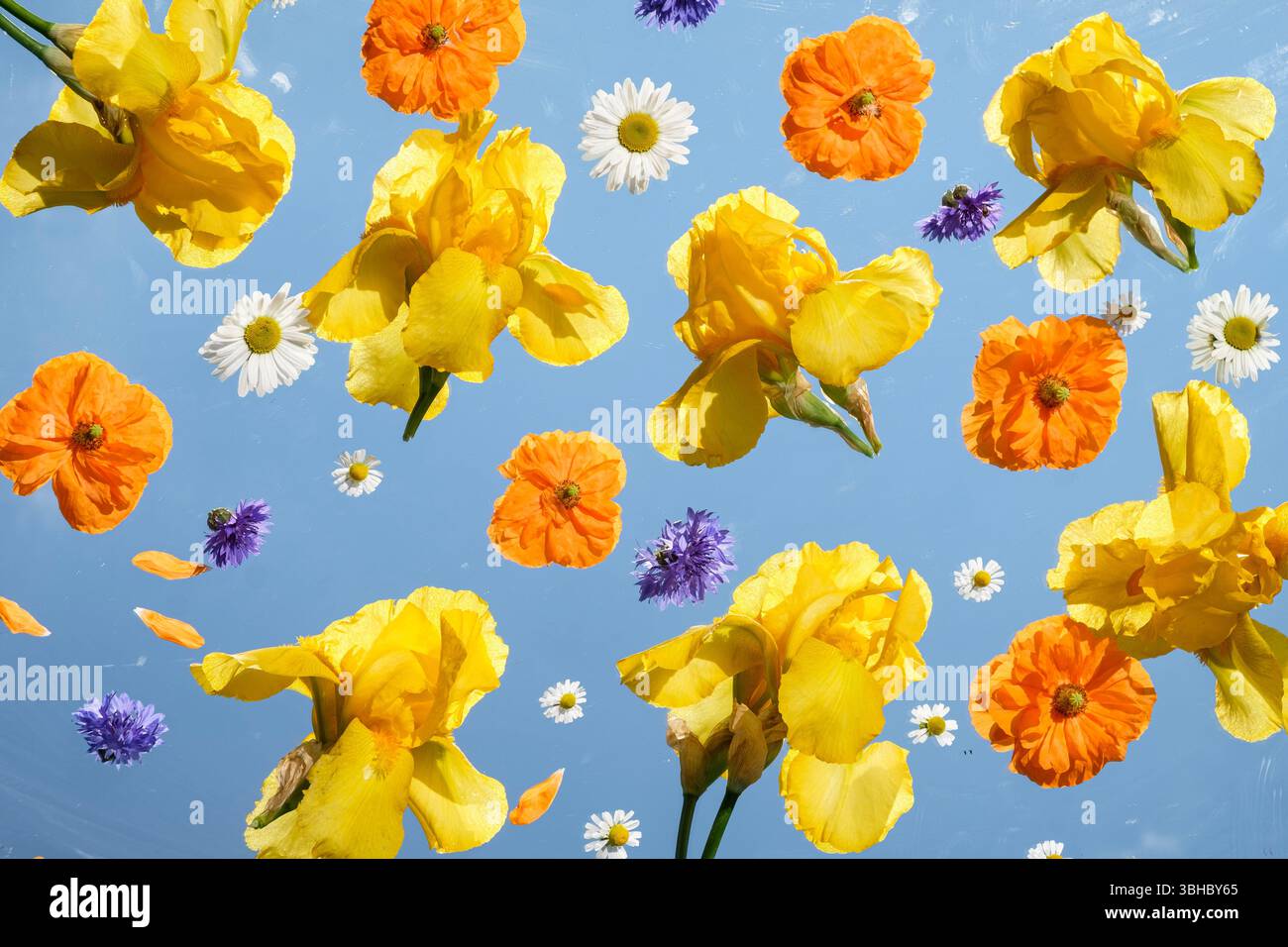 Orangefarbener Mohn, gelbe Iris auf einem Spiegel mit blauem Himmel in der Reflexion. Draufsicht. Heller Sommerhintergrund für eine Vielzahl von Projekten. Stockfoto