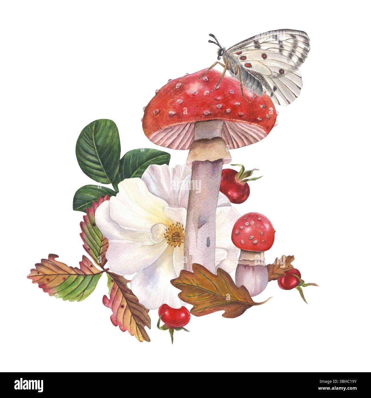 Aquarellrosen, Herbstacheln und Erdbeerblätter, Hagebutten, Rose Rose, weißer apollo-Schmetterling und Fliegenpilz. Zusammensetzung isoliert auf weiß Stockfoto