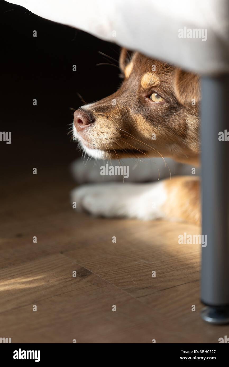 Kleiner Hund, der unter dem Bett liegt Stockfoto