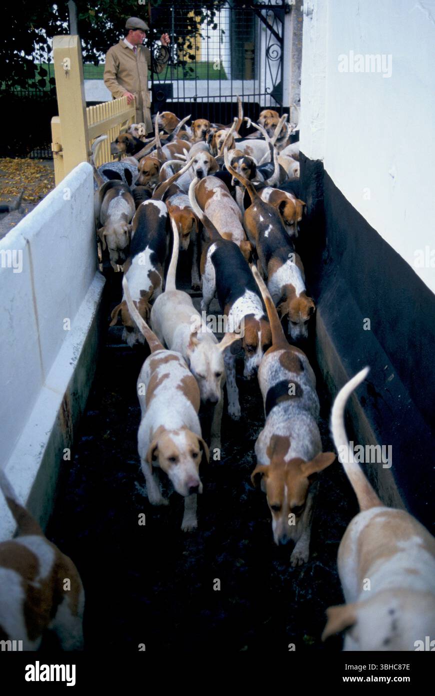 English Foxhounds, nach der morgendlichen Übung im Badminton House Park, sieht Charles Wheeler, der erste Whipper-in für den Herzog von Beaufort Hunt, dass die Hunde durch ein Fußbad gehen, um ihre Füße zu desinfizieren - Pfoten beim Betreten der Zwinger. Adminton House Anwesen Gloucestershire 1996 1990er Jahre UK HOMER SYKES Stockfoto