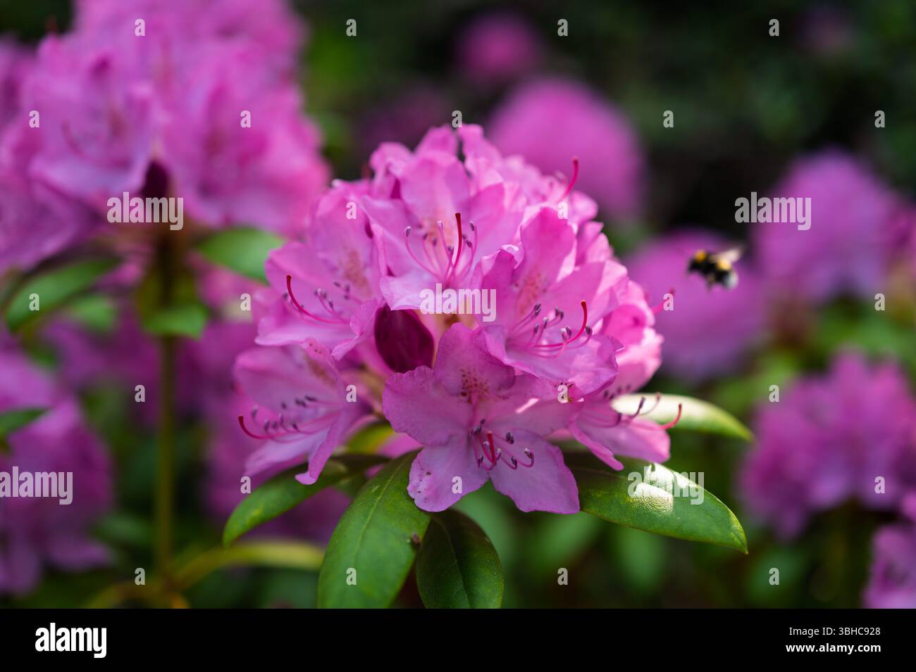 Lilafarbenes Rhododendronblüten ragen in einem üppigen Garten hervor und zeigen leuchtende Cluster vor einem Hintergrund von tiefgrünem Laub. Stockfoto
