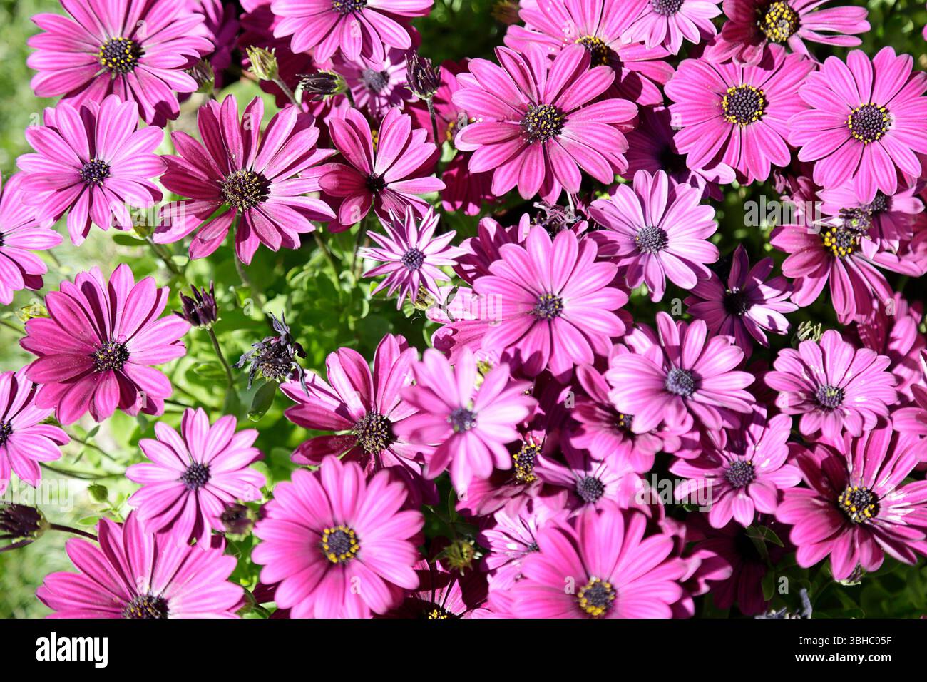 Dimorphotheca ecklonis oder Osteospermum oder African Daisy in voller Blüte Stockfoto