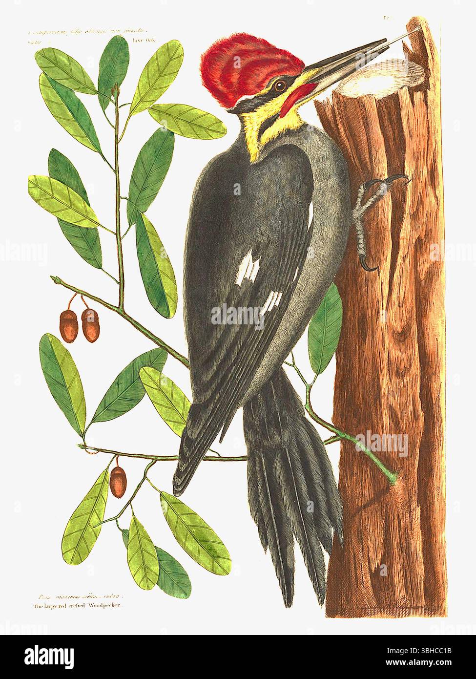 Mark Catesby - Platte 17 aus Band I der Naturgeschichte von Carolina, Florida und den Bahama-Inseln - 1731 Stockfoto
