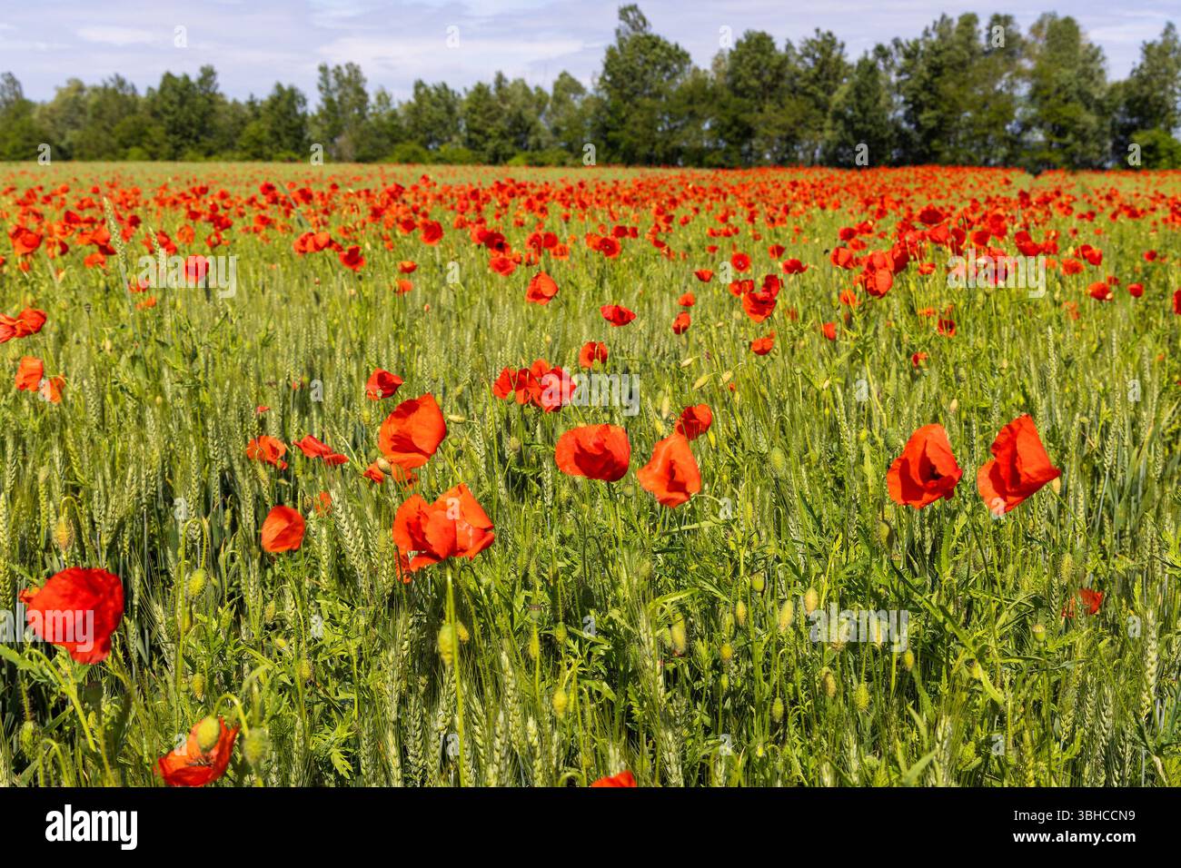 Papaver Rhoeas, der Mohn auf einem Weizenfeld Stockfoto