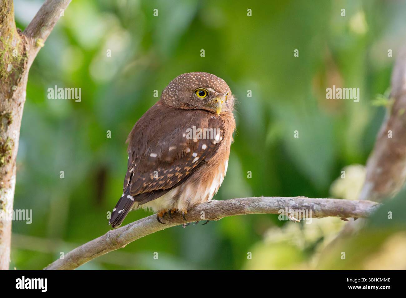 Mittelamerikanische Zwergkauz, Glaucidium griseiceps, alleinerziehender Erwachsener, der auf einem Ast steht, Costa Rica Stockfoto