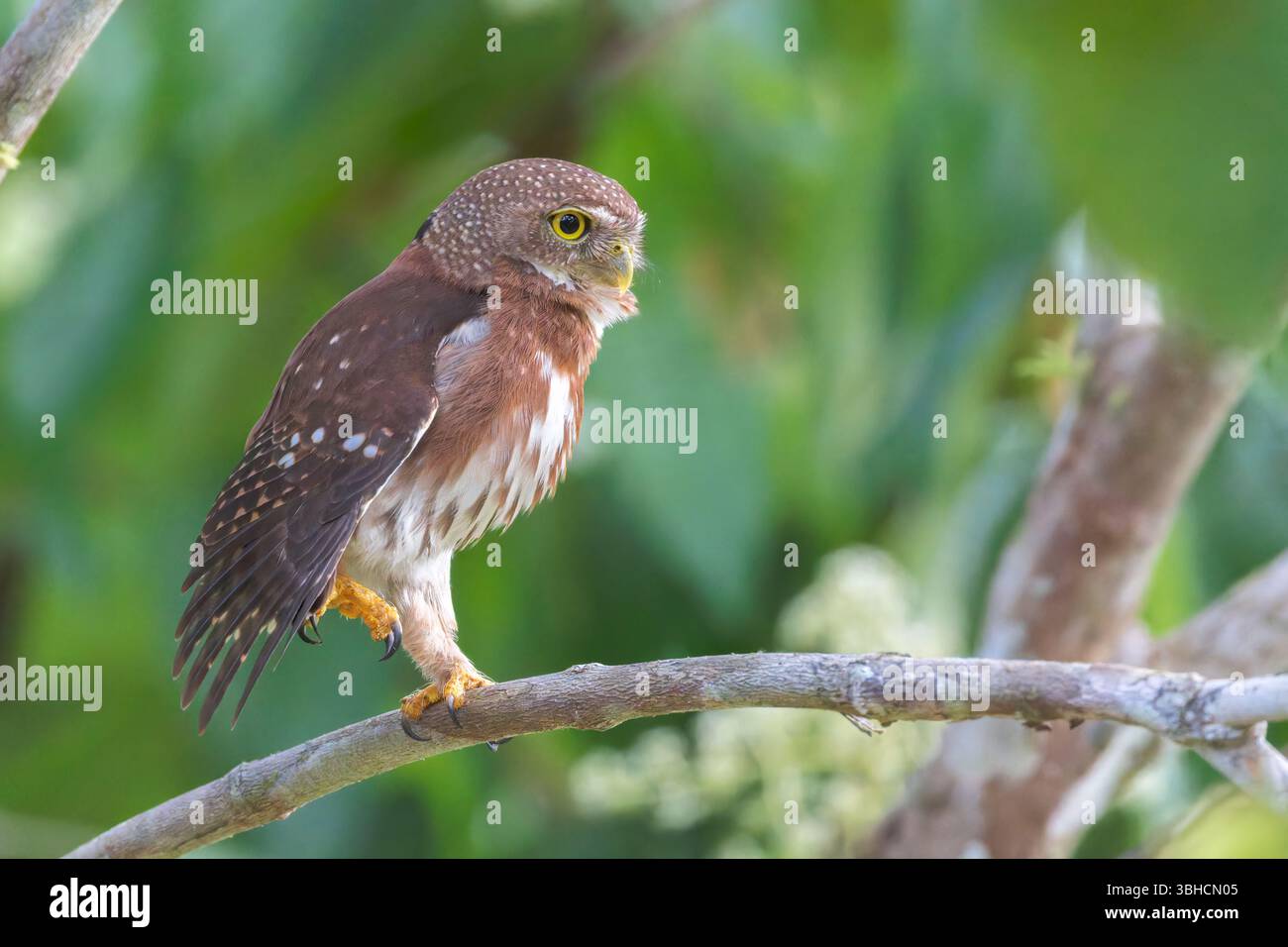 Mittelamerikanische Zwergkauz, Glaucidium griseiceps, alleinerziehender Erwachsener, der auf einem Bein steht, während er auf einem Zweig eines Baumes hockt, Costa Rica Stockfoto