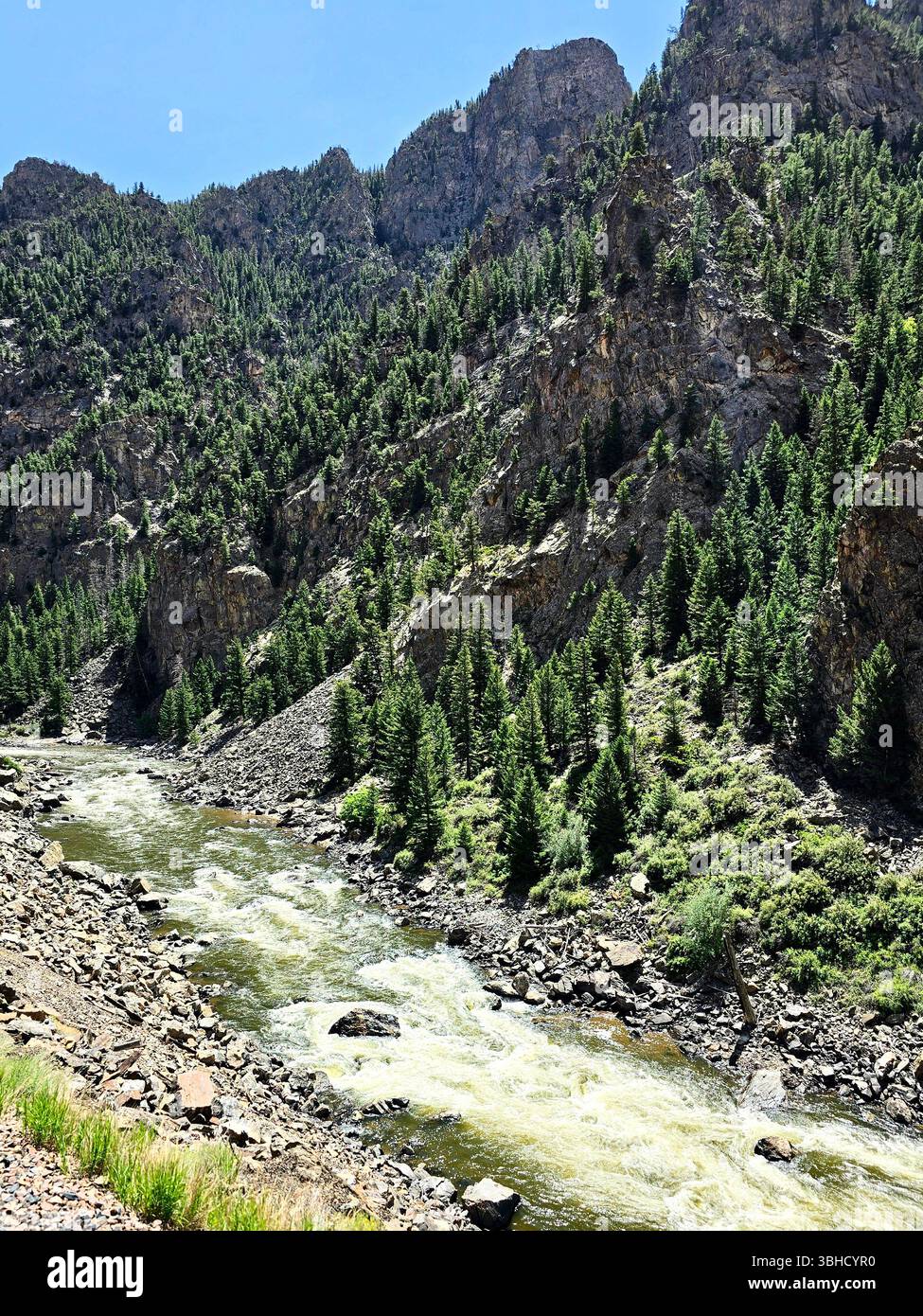 Der zerklüftete Gebirgsfluss fließt durch einen felsigen Canyon, umgeben von Kiefernwäldern in der Wildnis von Colorado. - Smartphone-aufgenommenes Stockfoto