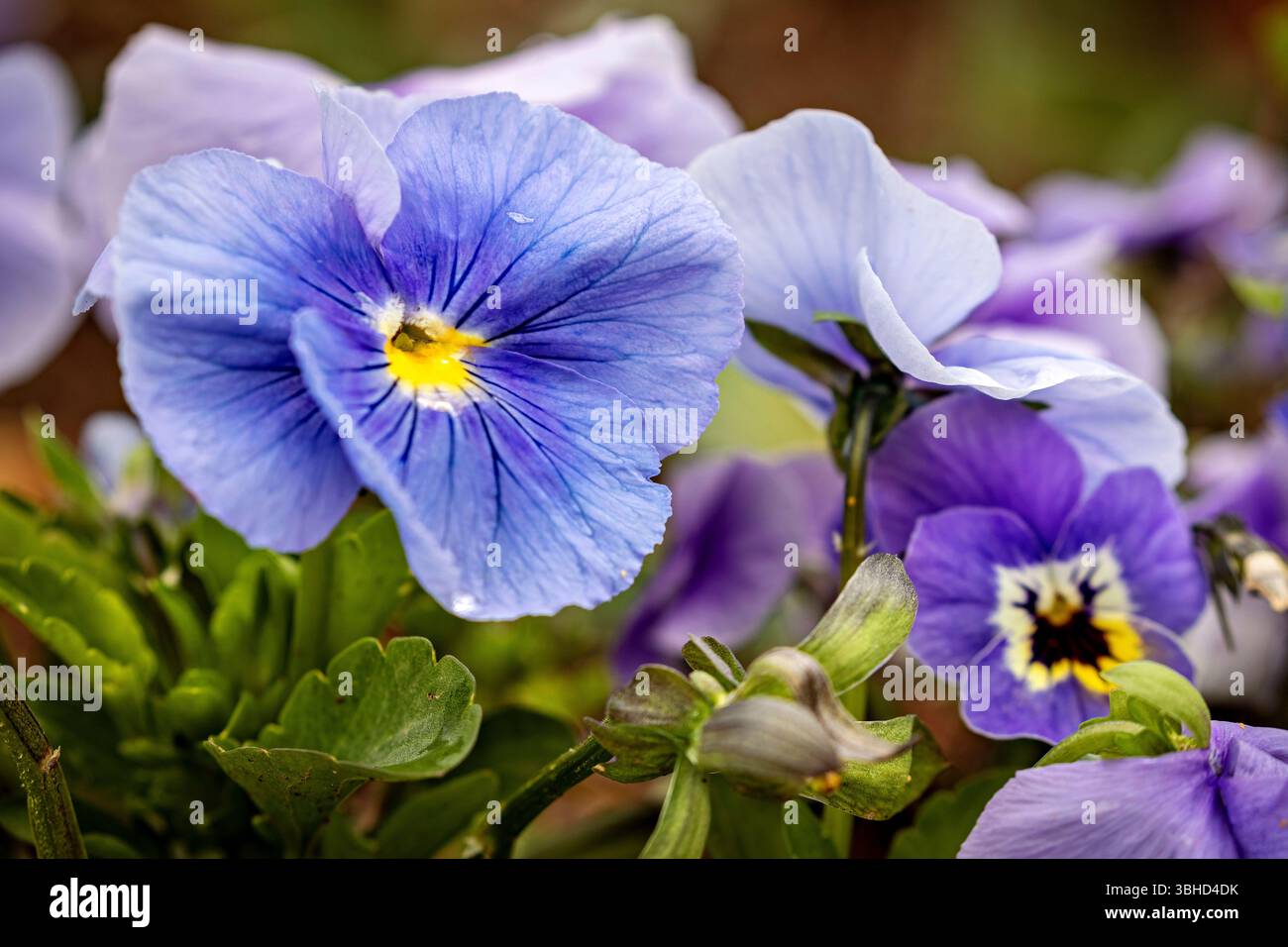 Der Garten Stiefmütterchen (Viola x wittrockiana) Stockfoto