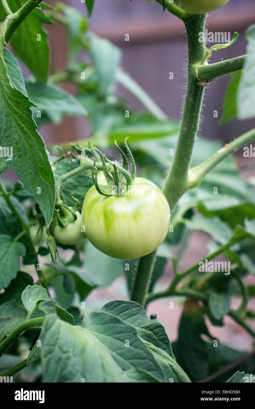 Grüne Tomaten auf der Rebe Stockfoto
