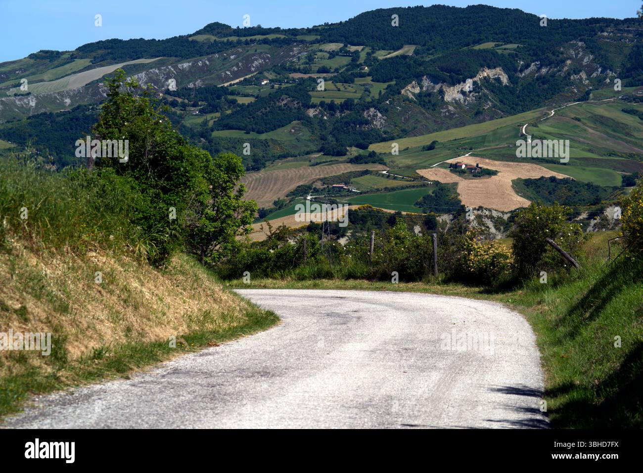 Strada di campagna in Mezzo alle ginestre fiorite contro il cielo Stockfoto