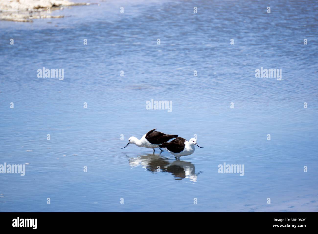 Andenavocets paaren sich im flachen Wasser in Einer Remote Lagoon in der Atacama-Wüste, Chile, Recurvirostra andina, Hochanden Wildlife in ITS Natural Stockfoto