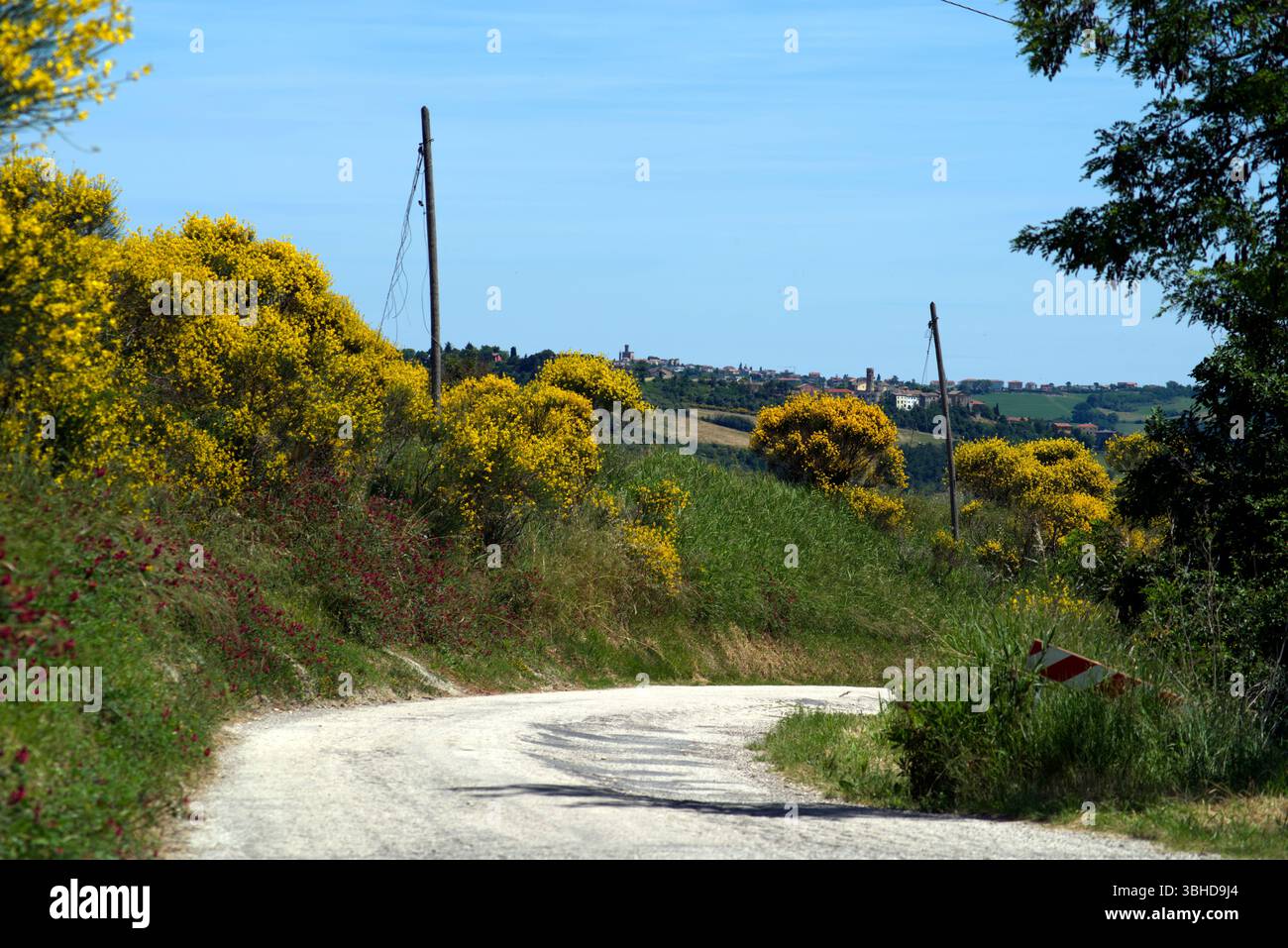 Strada di campagna in Mezzo alle ginestre fiorite contro il cielo Stockfoto