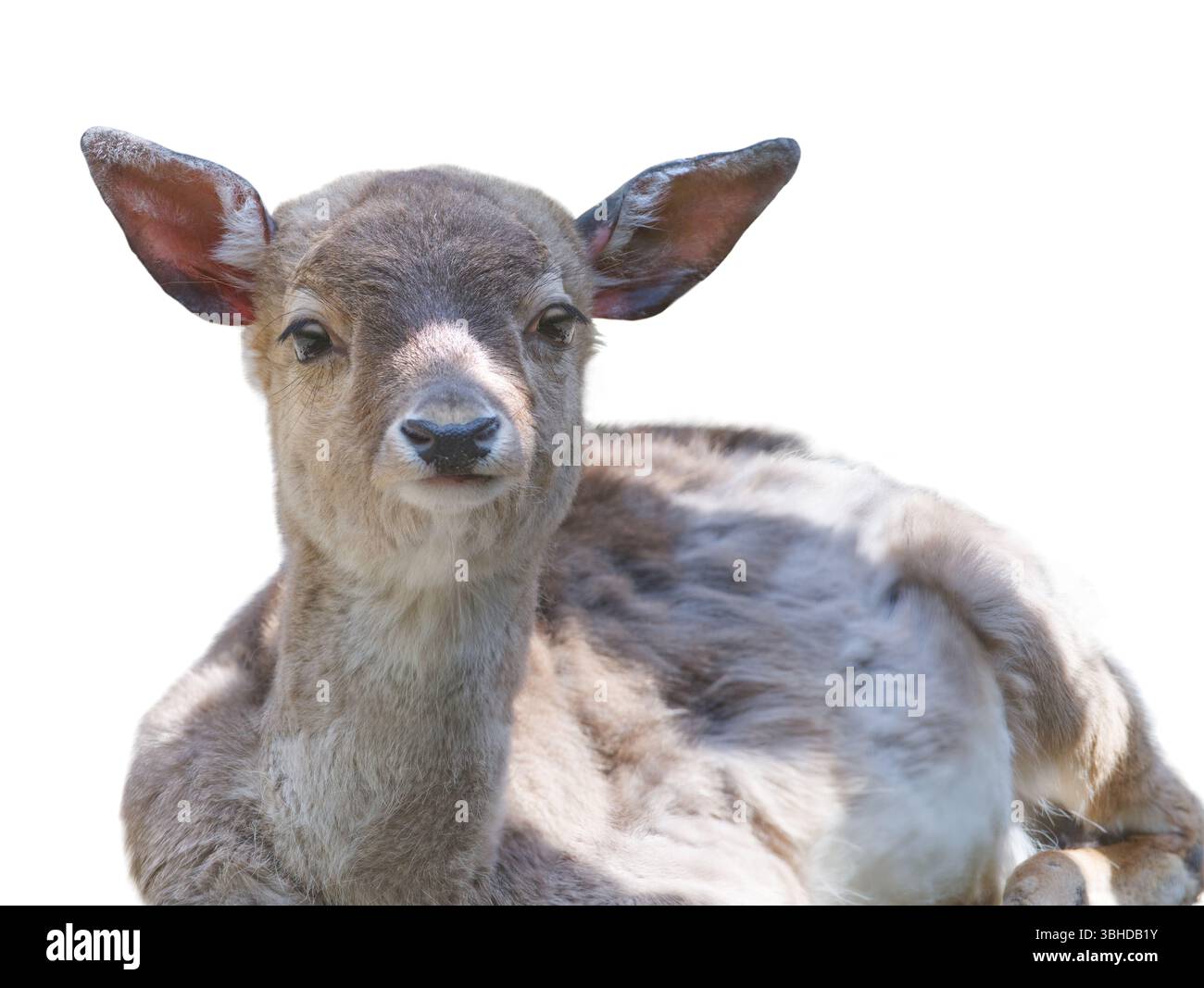 Porträt eines jungen Rehs auf weißem Hintergrund Stockfoto