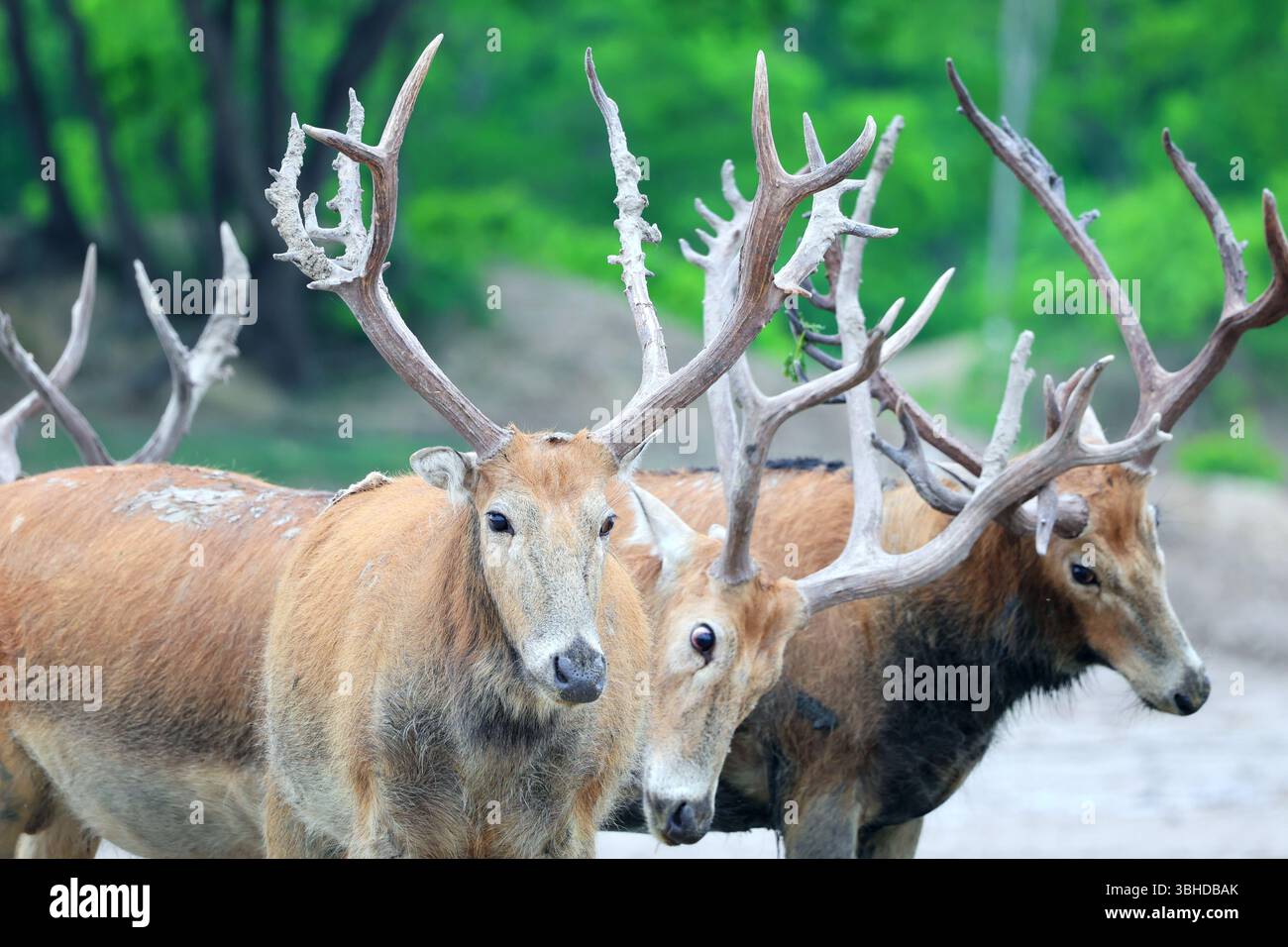 (250609) -- YANCHENG, 9. Juni 2025 (Xinhua) -- männliche Milu-Hirsche werden im Dafeng Milu National Nature Reserve in der ostchinesischen Provinz Jiangsu gesehen, 7. Juni 2025. Xue Dandan, 35, ist Leiter der Sicherheitsabteilung des Dafeng Milu National Nature Reserve in Jiangsu. Nach ihrem Abschluss im Jahr 2016 widmete sie sich dem Patrouillenmanagement und der Public Science-Ausbildung von Milu-Hirschen in der Reserve. Als sie ankam, wusste sie wenig über die Spezies. In den letzten neun Jahren hat Xue sich in relevante Materialien eingetaucht, Experten und Gelehrte konsultiert und regelmäßige Feldpatrouillen mit c durchgeführt Stockfoto