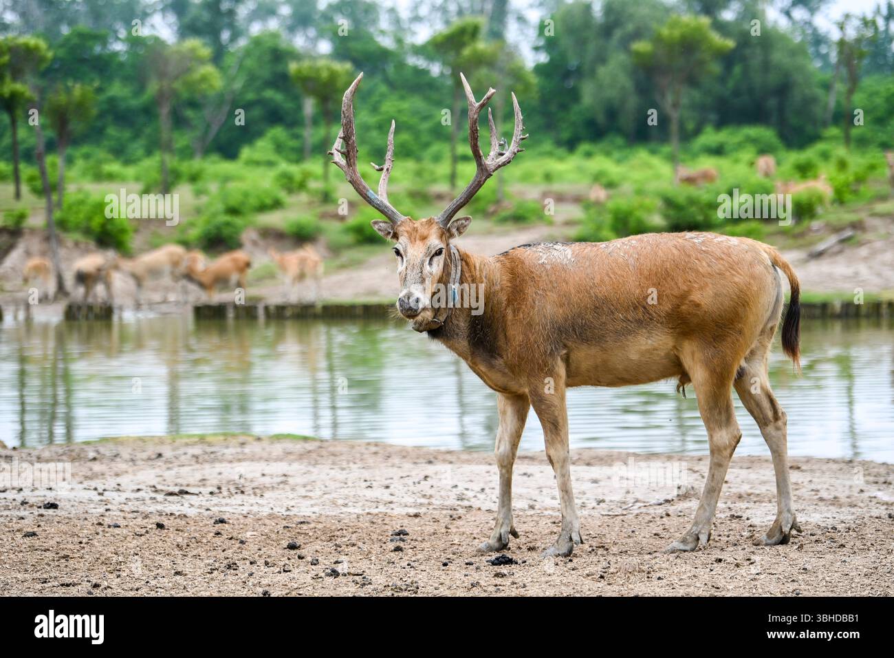 (250609) -- YANCHENG, 9. Juni 2025 (Xinhua) -- Ein männlicher Milu-Hirsch wird im Dafeng Milu National Nature Reserve in der ostchinesischen Provinz Jiangsu gesehen, 7. Juni 2025. Xue Dandan, 35, ist Leiter der Sicherheitsabteilung des Dafeng Milu National Nature Reserve in Jiangsu. Nach ihrem Abschluss im Jahr 2016 widmete sie sich dem Patrouillenmanagement und der Public Science-Ausbildung von Milu-Hirschen in der Reserve. Als sie ankam, wusste sie wenig über die Spezies. In den letzten neun Jahren hat Xue sich in relevante Materialien eingetaucht, Experten und Gelehrte konsultiert und regelmäßige Feldpatrouillen mit durchgeführt Stockfoto